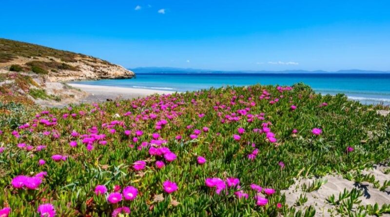 sardegna in primavera